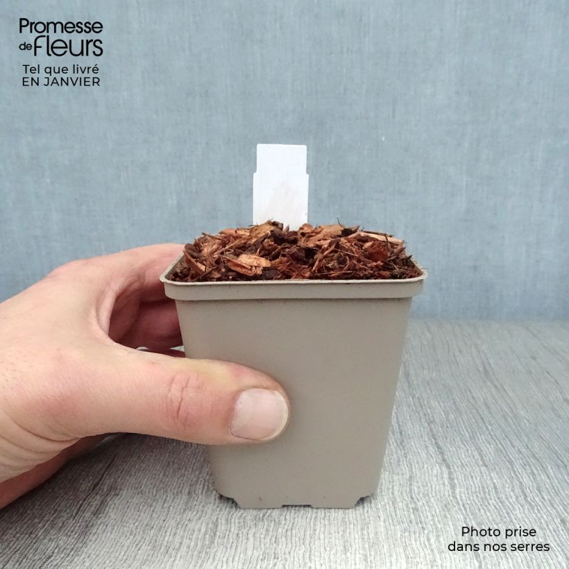 Example of Epilobe rose, Epilobium angustifolium Stahl Rose Kweekpotje van 8/9 cm as you get in hiver