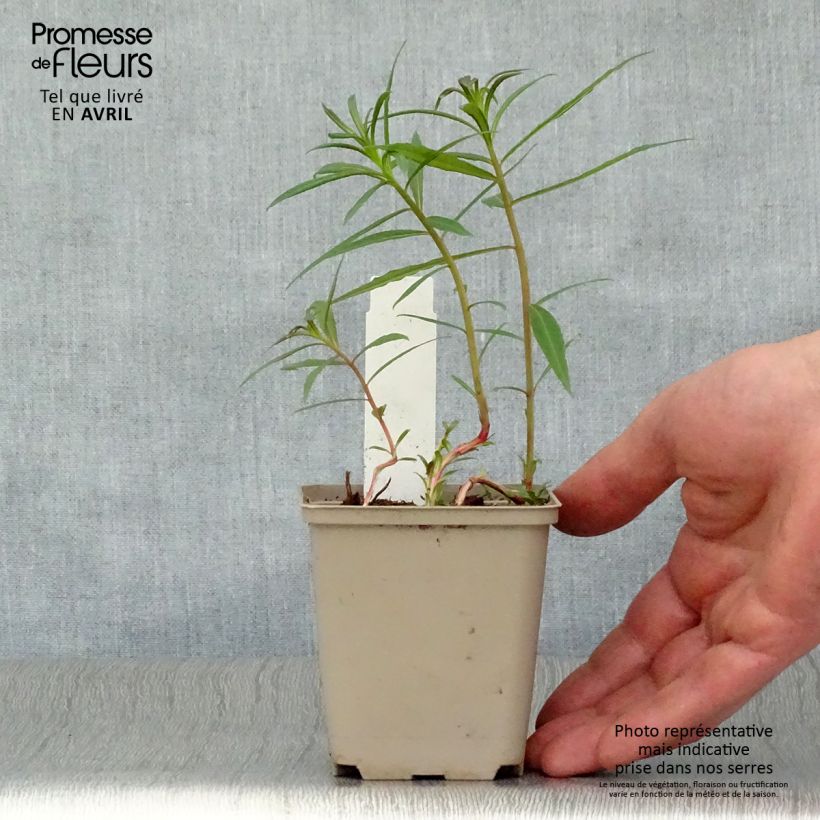 Exemplaar van Epilobium angustifolium Stahl Rose - Wilgenroosje Kweekpotje van 8/9 cm zoals geleverd in de lente