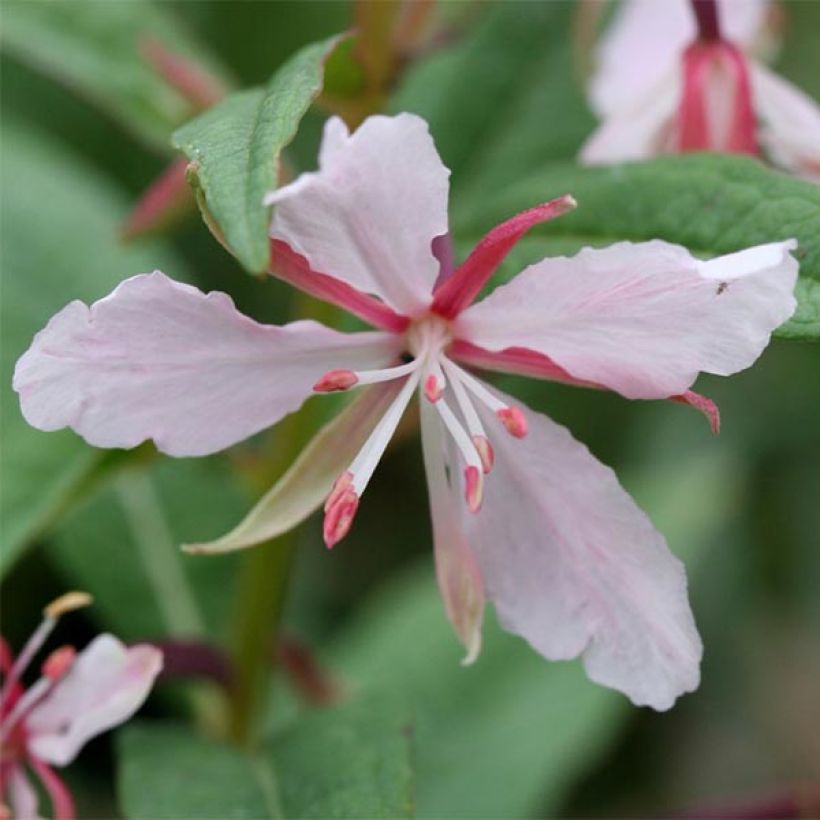 Epilobium angustifolium Stahl Rose - Wilgenroosje (Flowering)