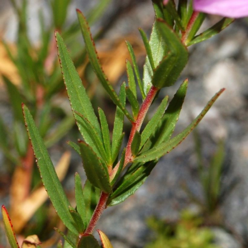 Epilobium fleischeri - Fleischers wilgenroosje (Blad)