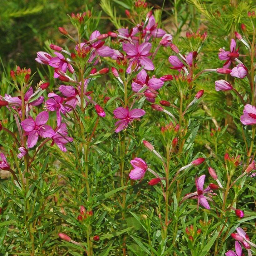 Epilobium fleischeri - Fleischers wilgenroosje (Groeiplaats)