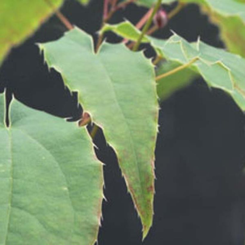 Epimedium Domino - Elfenbloem (Foliage)