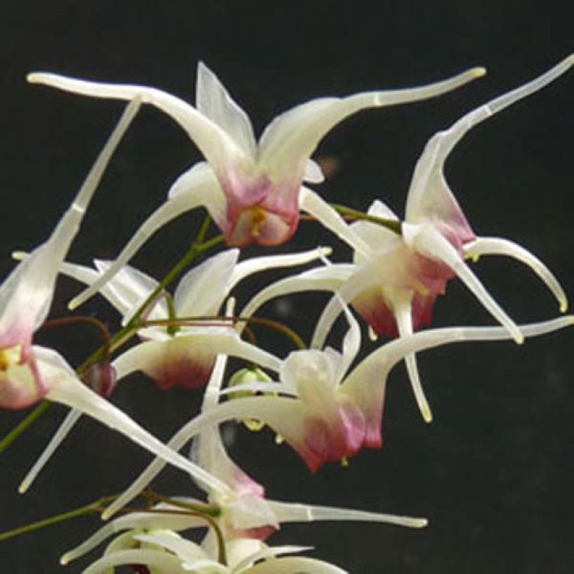 Epimedium Domino - Elfenbloem (Flowering)