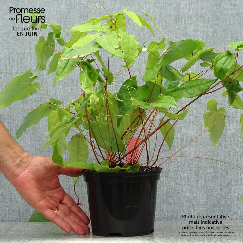 Exemplaar van Epimedium Elenwe - Elfenbloem Pot van 1,5 l/2 l zoals geleverd in de zomer
