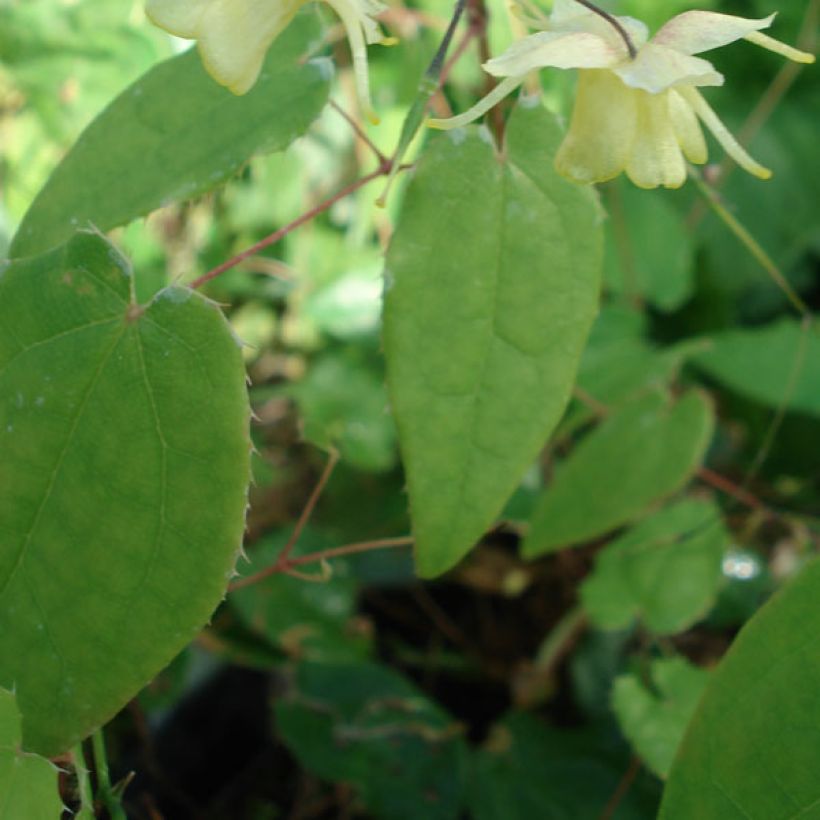 Epimedium Flower Of Sulphur - Elfenbloem (Foliage)