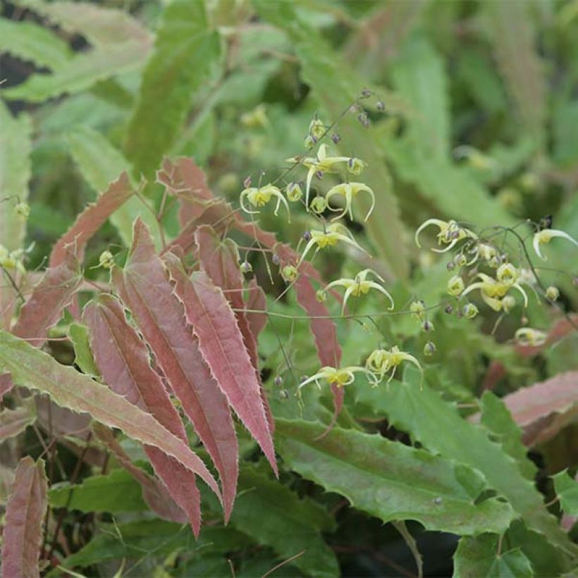 Epimedium Sphinx Twinkler - Elfenbloem (Foliage)