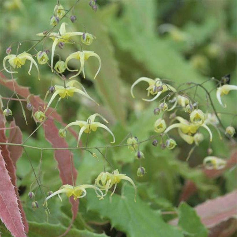 Epimedium Sphinx Twinkler - Elfenbloem (Flowering)
