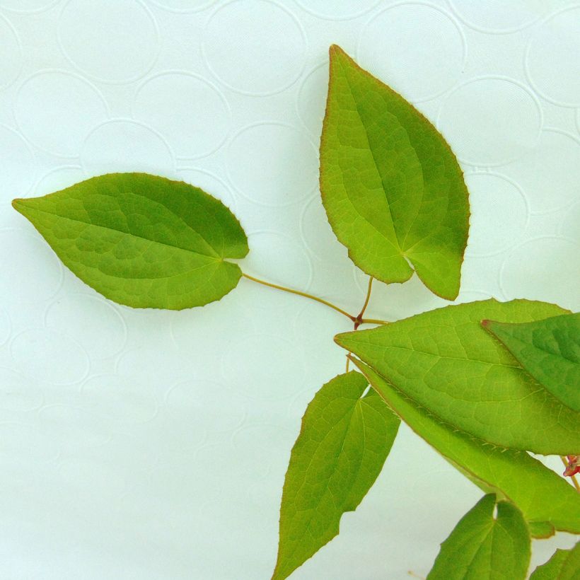 Epimedium alpinum - Elfenbloem (Foliage)