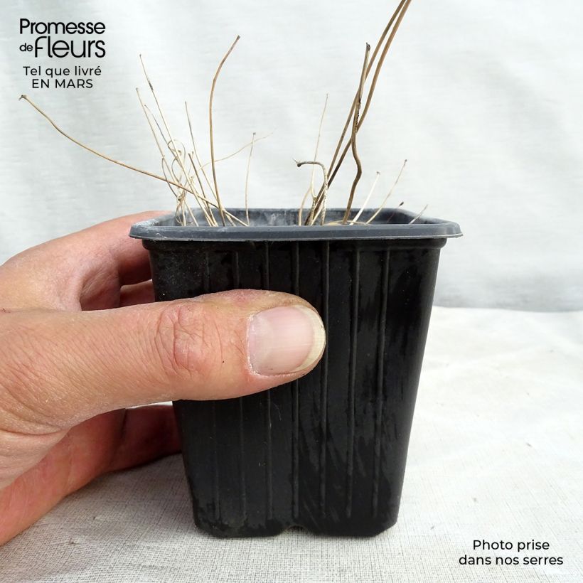 Example of Epimedium asiatic hybrids, Fleur des elfes Kweekpotje van 8/9 cm as you get in hiver