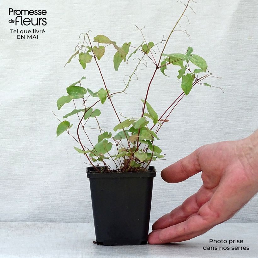 Exemplaar van Epimedium davidii - Elfenbloem Kweekpotje van 8/9 cm zoals geleverd in de lente