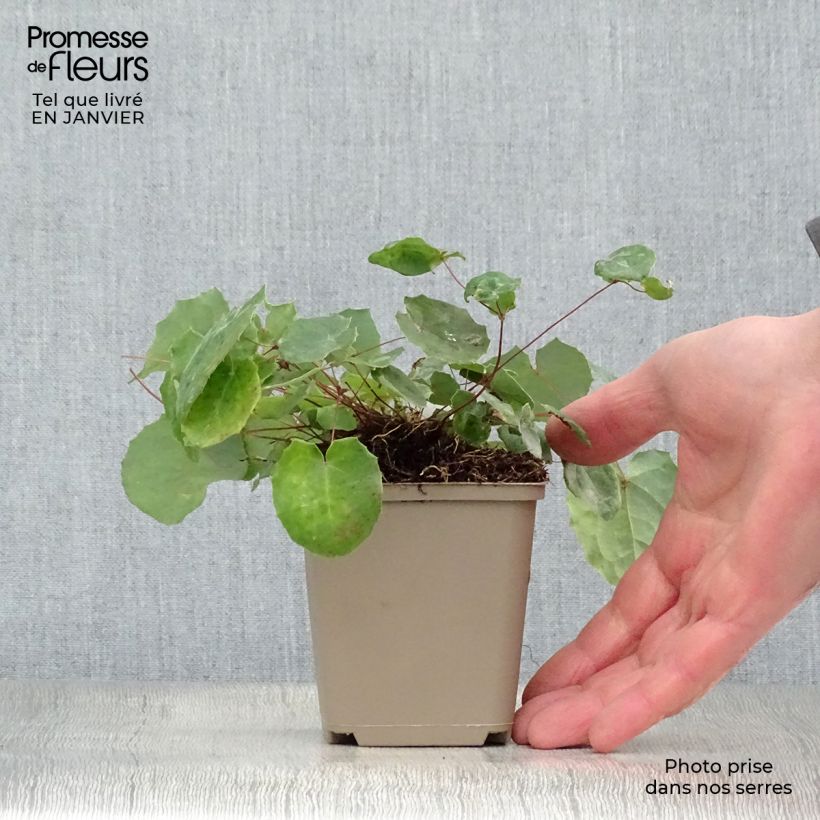 Example of Epimedium davidii, Fleur des elfes Kweekpotje van 8/9 cm as you get in hiver