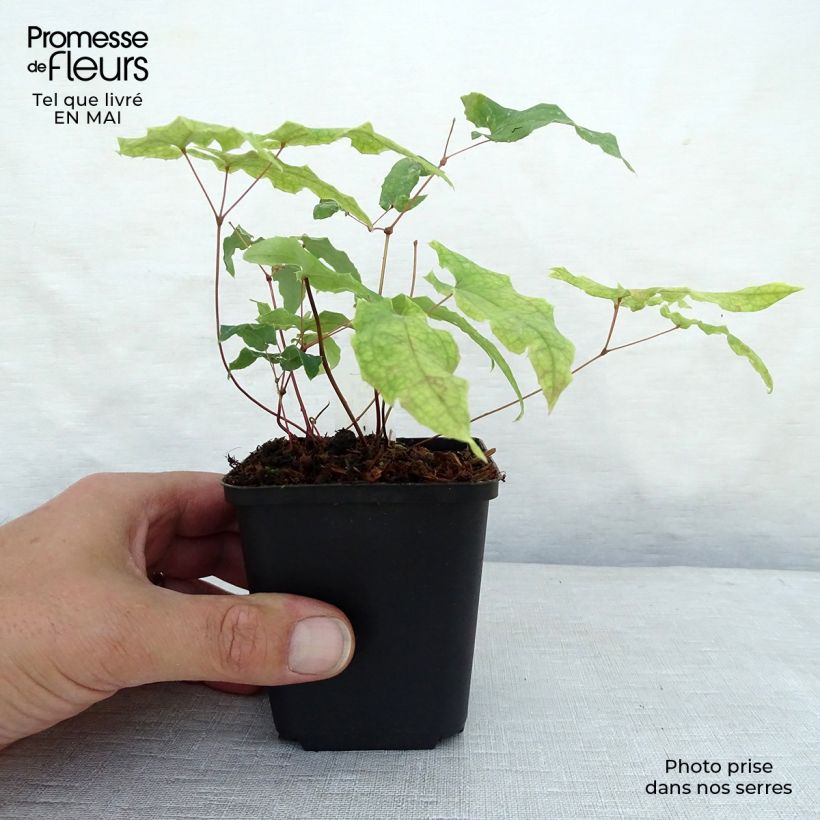 Exemplaar van Epimedium dolichostemon - Elfenbloem Kweekpotje van 8/9 cm zoals geleverd in de lente