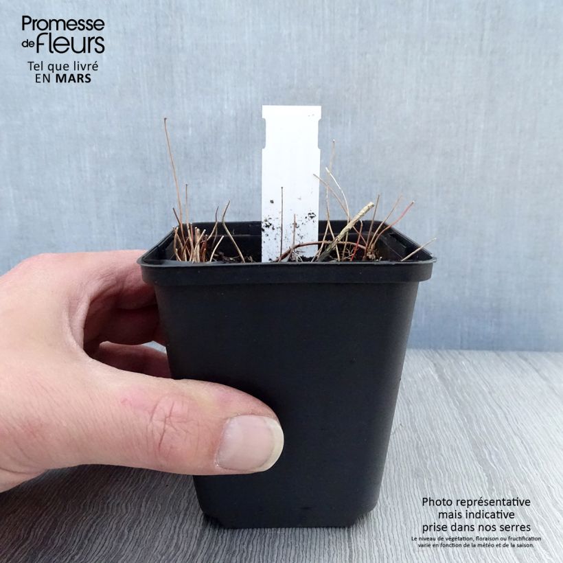 Exemplaar van Epimedium elongatum - Elfenbloem Kweekpotje van 8/9 cm zoals geleverd in de lente