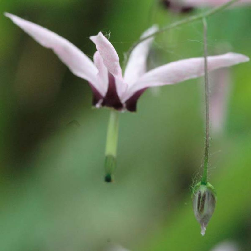 Epimedium fargesii Pink Constellation - Elfenbloem (Bloei)