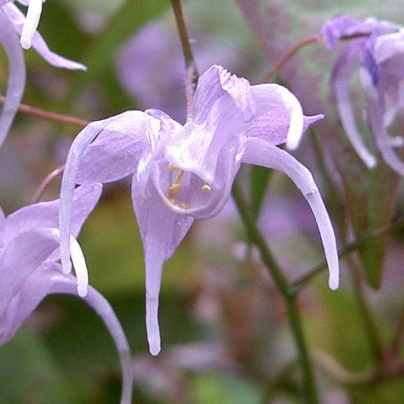 Epimedium grandiflorum - Grootbloemige elfenbloem (Flowering)
