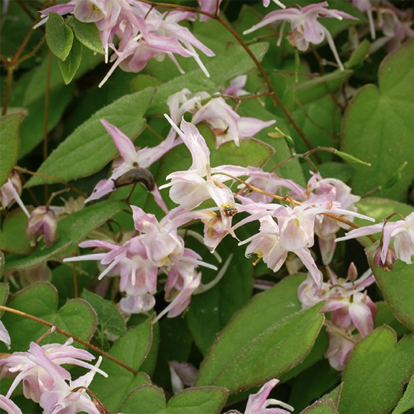 Grootbloemige elfenbloem Akebono - Epimedium grandiflorum (Flowering)