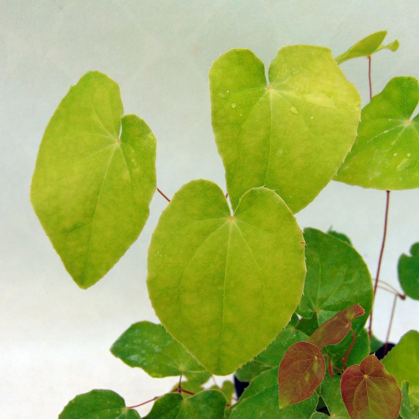 Epimedium grandiflorum Beni-kujaku - Grootbloemige elfenbloem (Foliage)