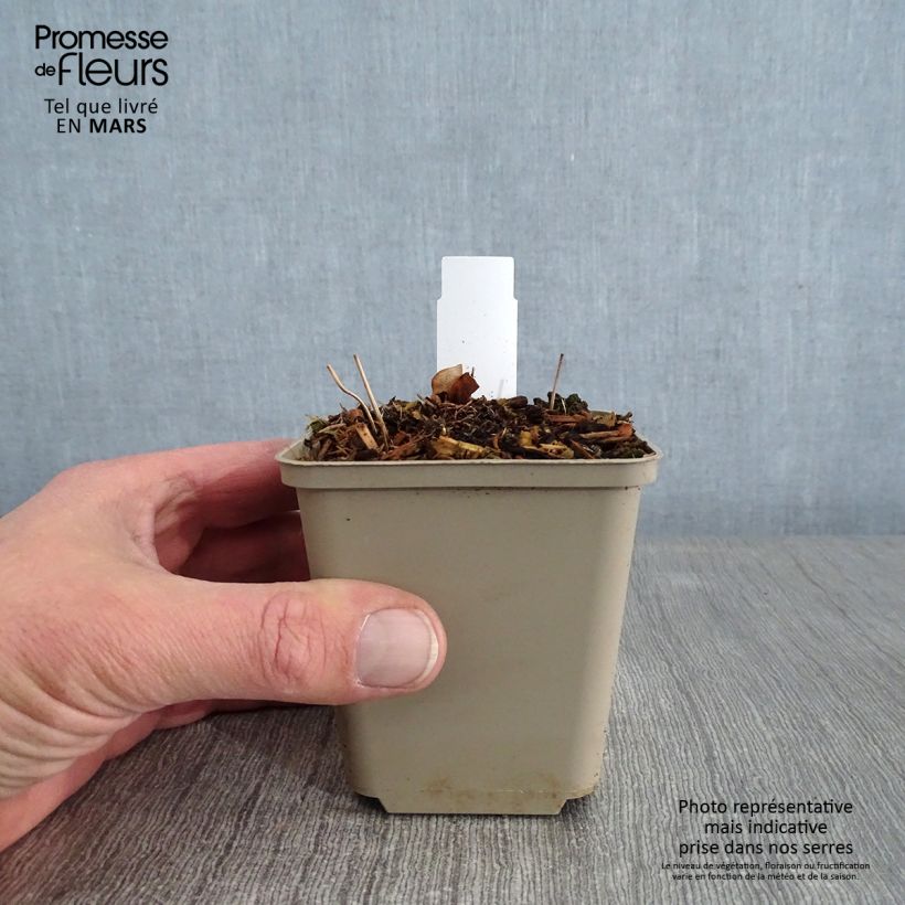 Example of Epimedium grandiflorum - Fleurs des elfes rose lilas pâle Kweekpotje van 8/9 cm as you get in hiver