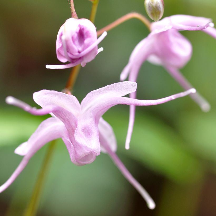 Epimedium grandiflorum - Grootbloemige elfenbloem (Bloei)