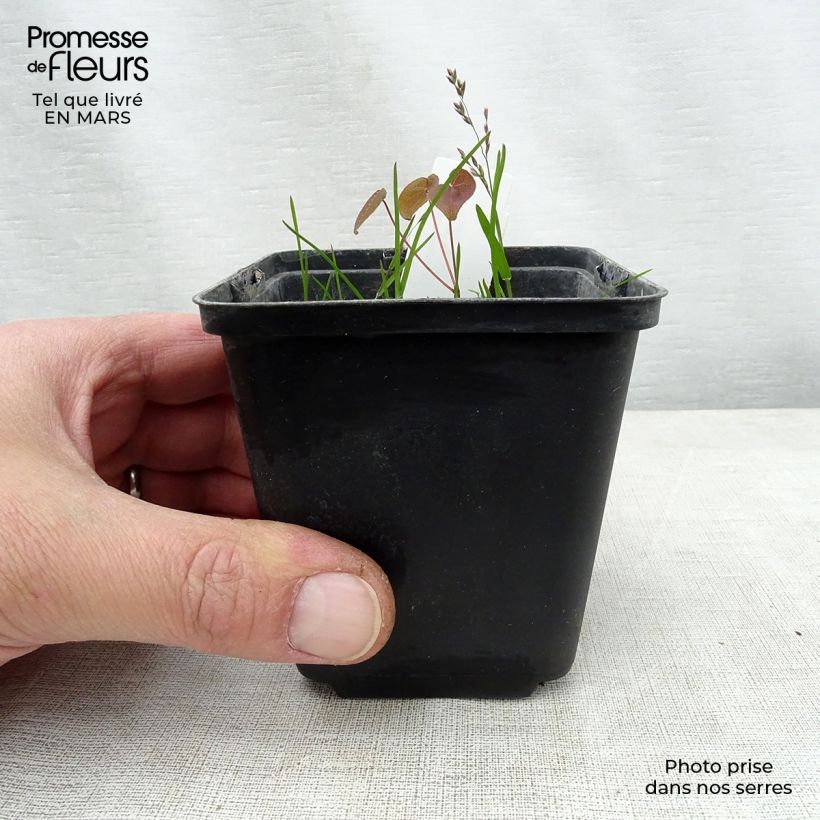 Exemplaar van Epimedium grandiflorum Purple Pixie - Grootbloemige elfenbloem Kweekpotje van 8/9 cm zoals geleverd in de lente