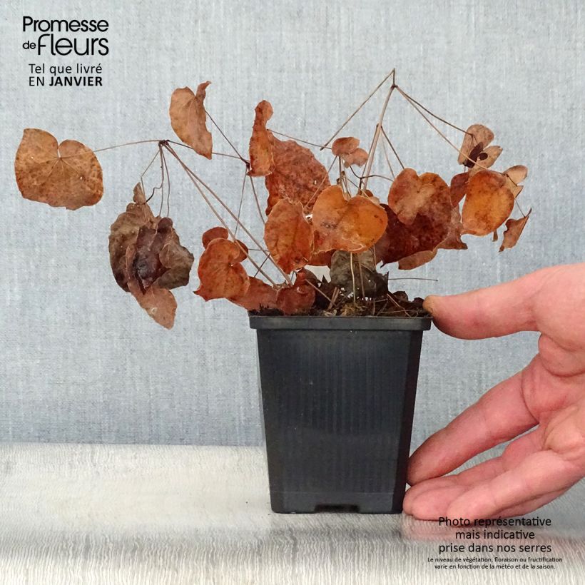 Example of Epimedium grandiflorum Purple Pixie - Fleur des Elfes Kweekpotje van 8/9 cm as you get in hiver