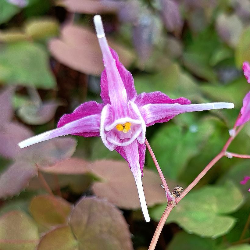 Epimedium grandiflorum Purple Pixie - Grootbloemige elfenbloem (Flowering)