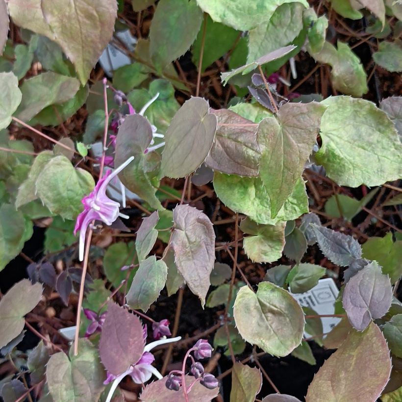 Epimedium grandiflorum Purple Pixie - Grootbloemige elfenbloem (Foliage)