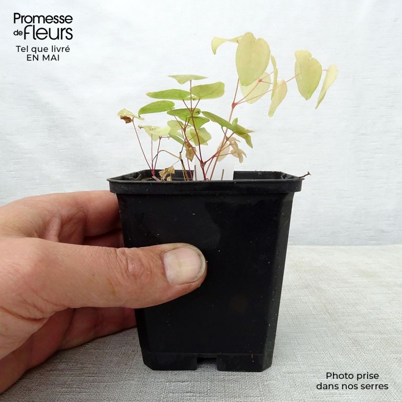 Exemplaar van Epimedium grandiflorum Red Beauty - Grootbloemige elfenbloem Kweekpotje van 8/9 cm zoals geleverd in de lente