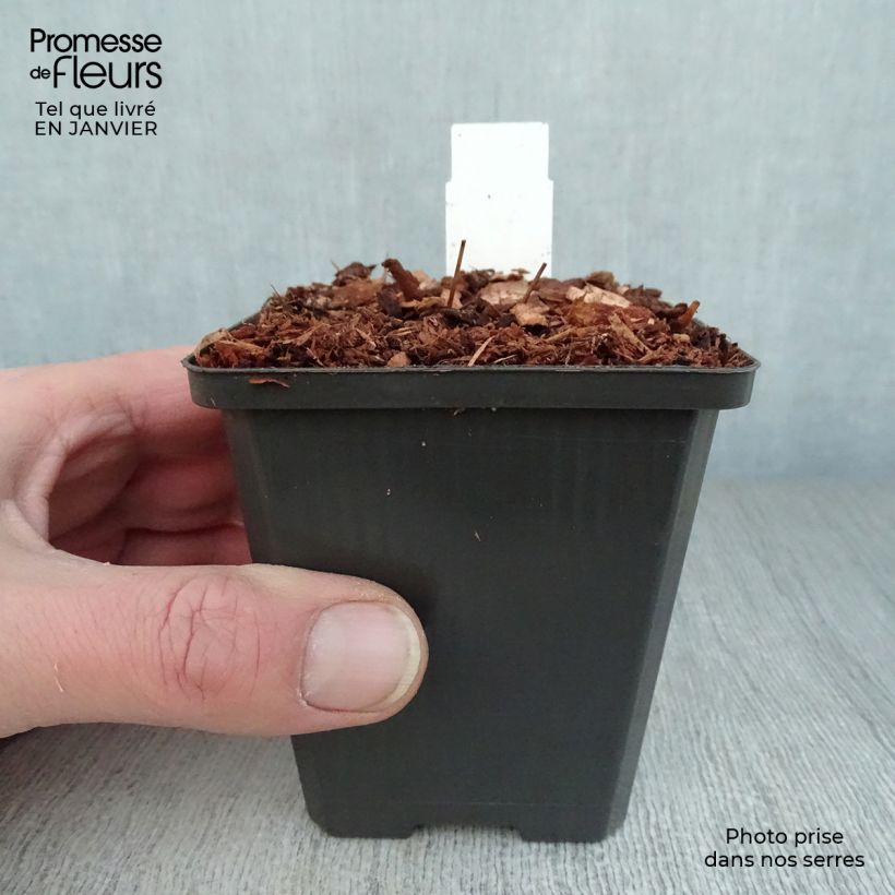 Example of Epimedium grandiflorum Red Beauty - Fleur des Elfes Kweekpotje van 8/9 cm as you get in hiver