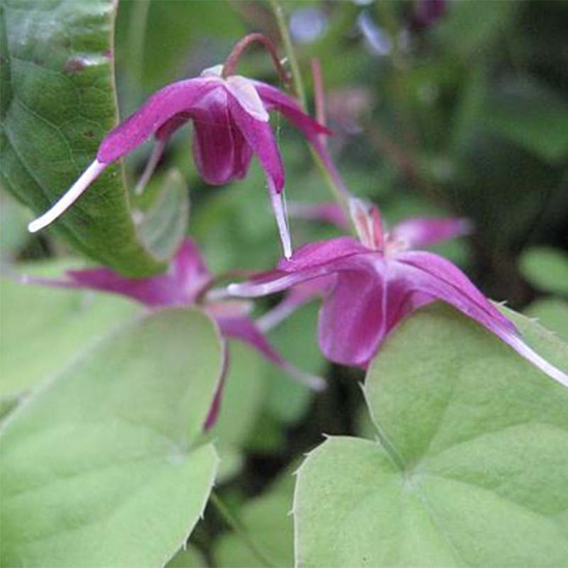 Epimedium grandiflorum Shiho - Grootbloemige elfenbloem (Flowering)