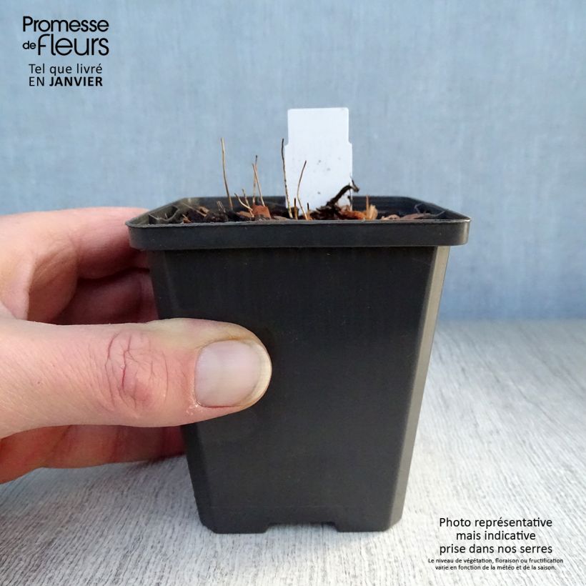 Example of Epimedium grandiflorum Shiho - Fleur des Elfes Kweekpotje van 8/9 cm as you get in hiver