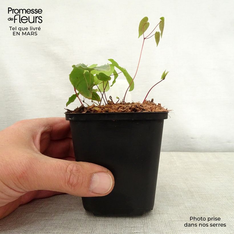 Exemplaar van Epimedium Pink Elf - Elfenbloem Kweekpotje van 8/9 cm zoals geleverd in de lente