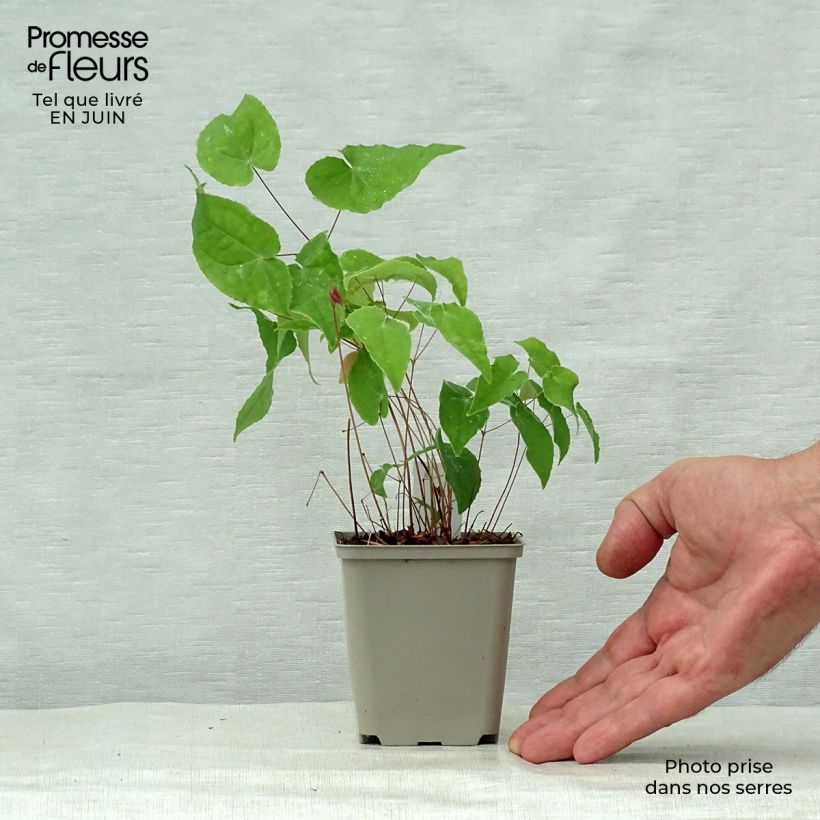 Exemplaar van Epimedium Pink Elf - Elfenbloem Kweekpotje van 8/9 cm zoals geleverd in de zomer