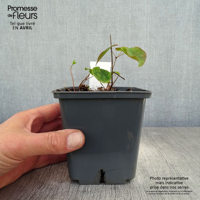 Exemplaar van Epimedium Pretty in Pink - Grootbloemige elfenbloem Pot van 1 l/1,5 l zoals geleverd in de lente