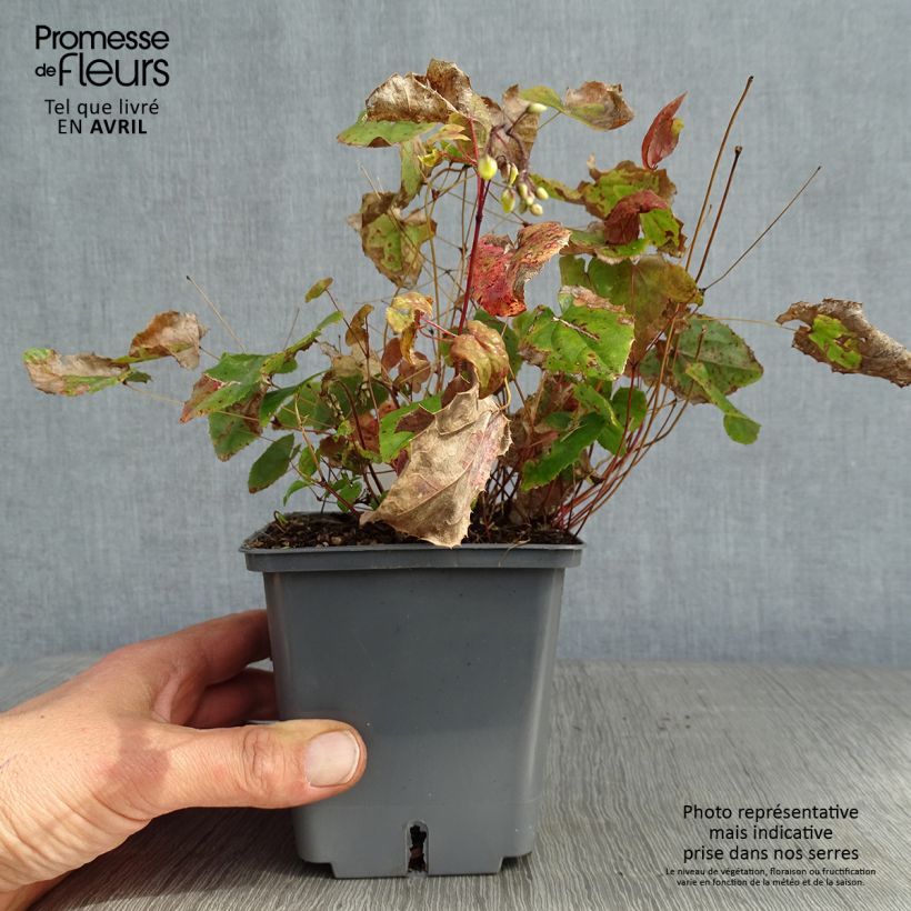 Exemplaar van Epimedium Sunny and Share - Elfenbloem Pot van 1 l/1,5 l zoals geleverd in de lente