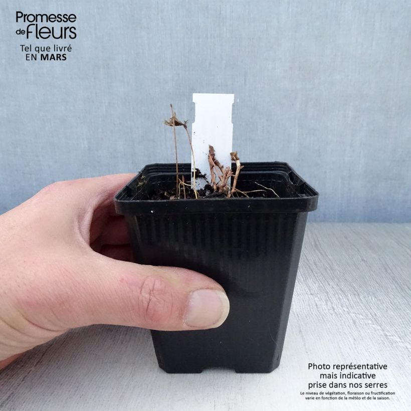 Exemplaar van Epimedium leptorrhizum - Elfenbloem Kweekpotje van 8/9 cm zoals geleverd in de lente