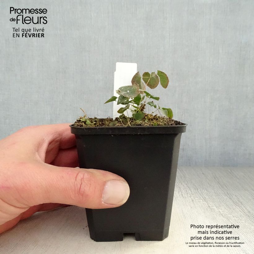 Example of Epimedium perralchicum Frohnleiten - Fleur des Elfes jaune vif Kweekpotje van 8/9 cm as you get in hiver