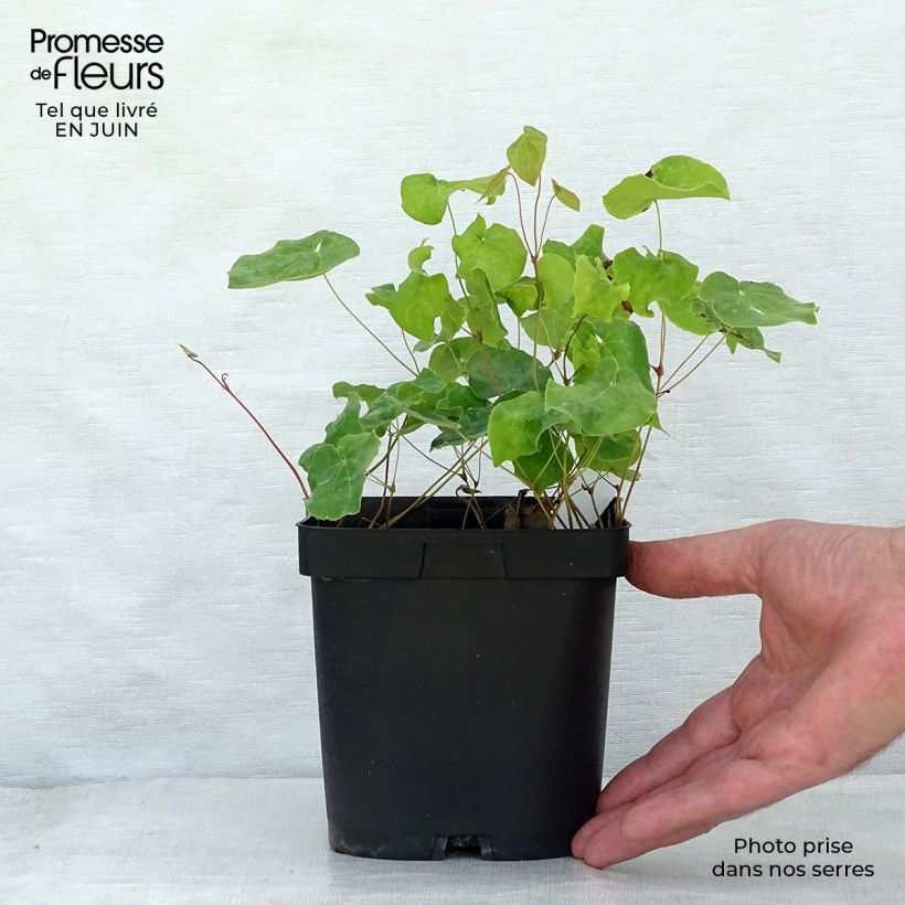 Exemplaar van Epimedium perralchicum Frohnleiten - Elfenbloem Pot van 2 l/3 l zoals geleverd in de zomer