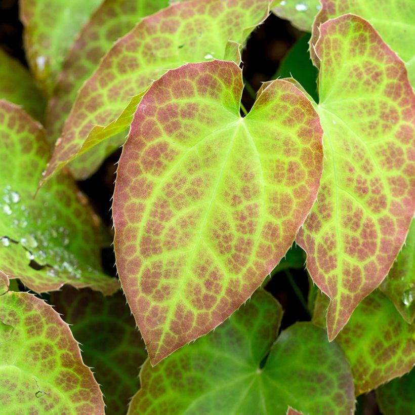 Epimedium perralchicum Frohnleiten - Elfenbloem (Blad)