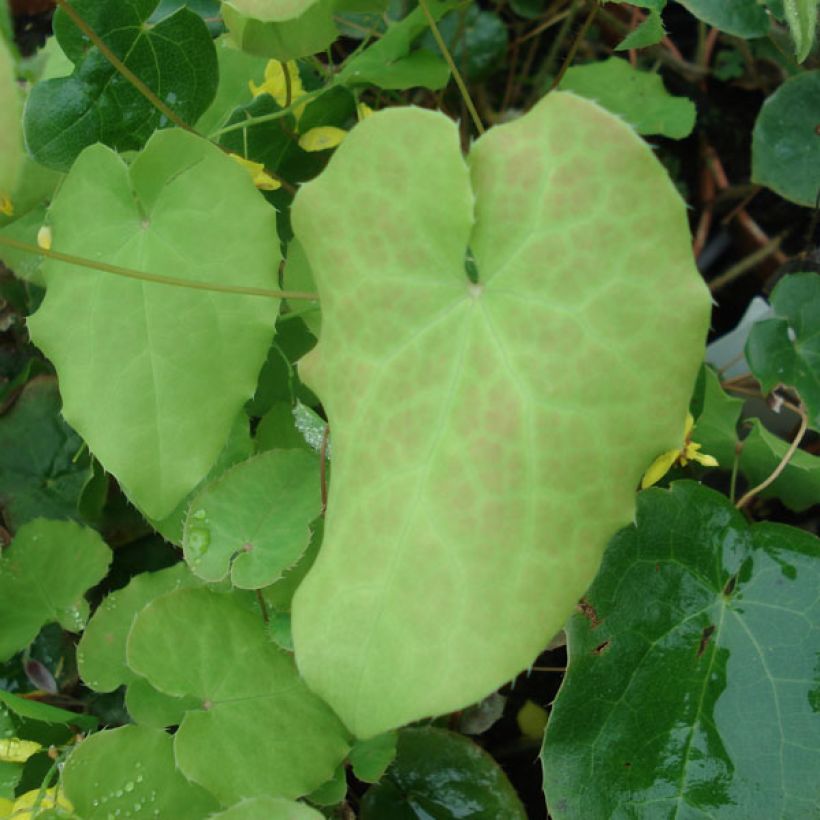 Epimedium perralchicum Frohnleiten - Elfenbloem (Foliage)
