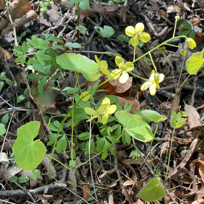Epimedium perralderianum - Elfenbloem (Groeiplaats)