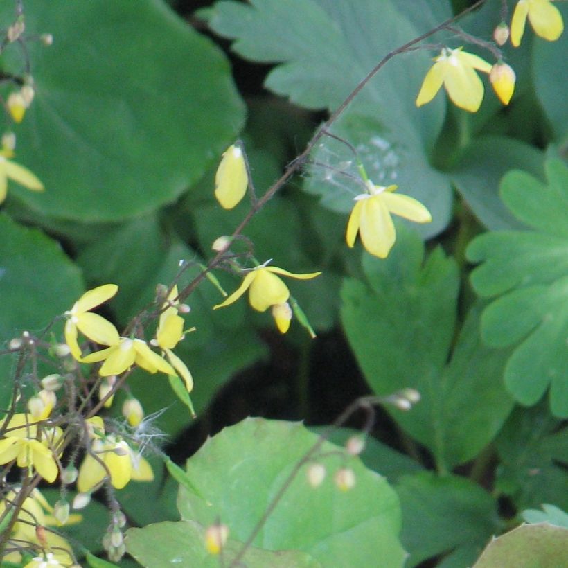 Epimedium platypetalum - Elfenbloem (Flowering)