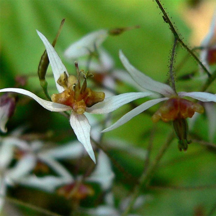 Epimedium pubescens - Elfenbloem (Bloei)