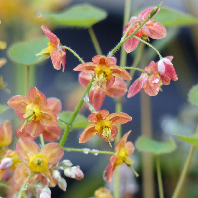 Epimedium pubigerum Orangekönigin - Elfenbloem (Flowering)