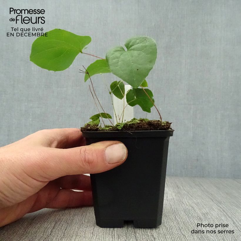 Example of Fleur des Elfes - Epimedium  pubigerum Orangekönigin Kweekpotje van 8/9 cm as you get in hiver