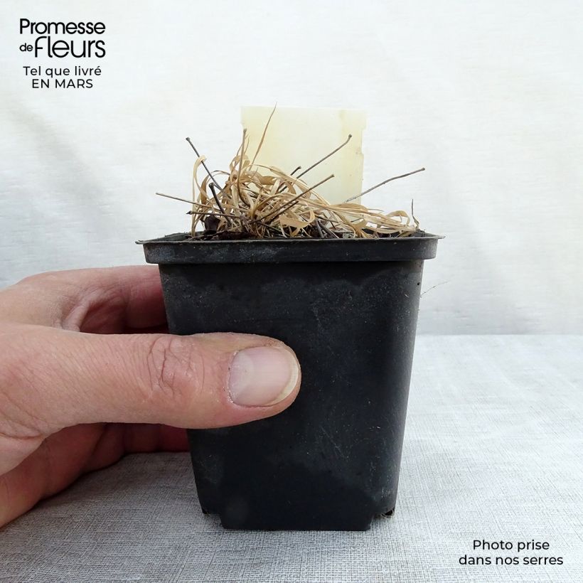 Exemplaar van Epimedium rubrum - Elfenbloem Kweekpotje van 8/9 cm zoals geleverd in de lente