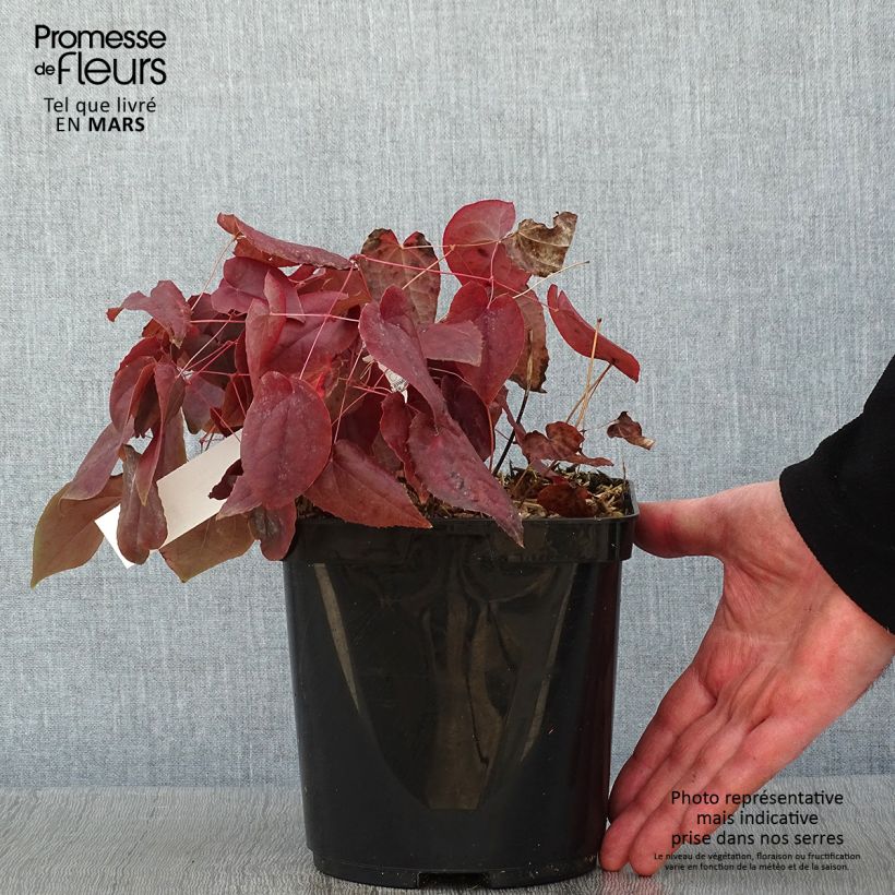 Example of Epimedium rubrum - Elfenbloem Pot van 2 l/3 l as you get in hiver