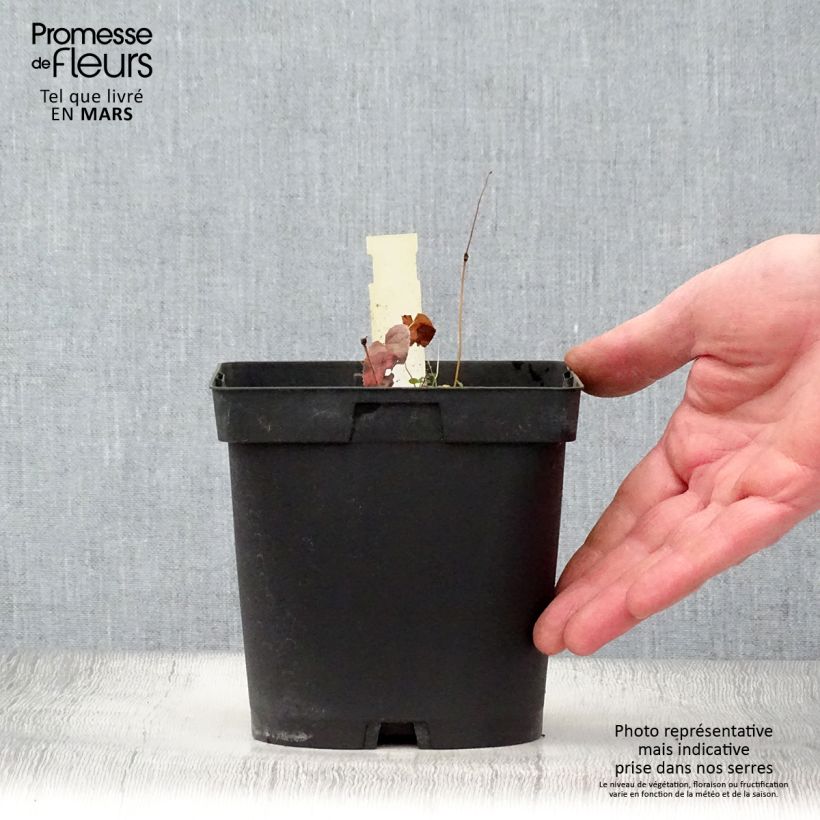 Exemplaar van Epimedium rubrum - Elfenbloem Pot van 2 l/3 l zoals geleverd in de lente