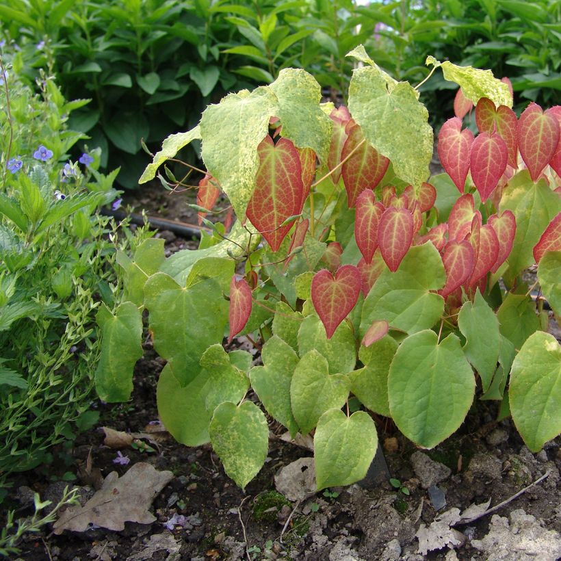 Epimedium rubrum - Elfenbloem (Groeiplaats)
