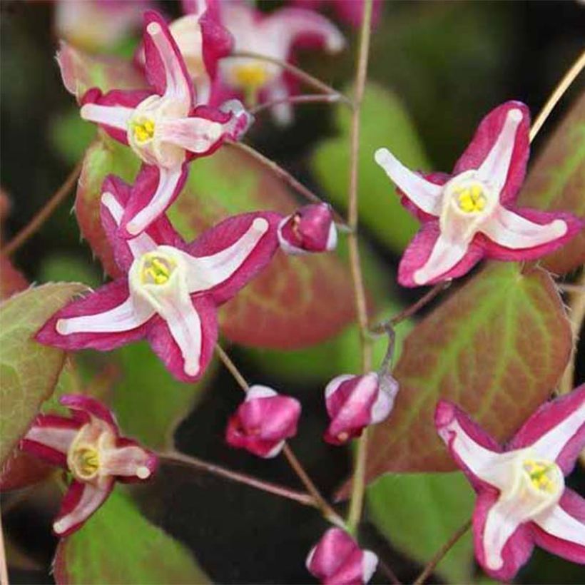 Epimedium rubrum Galadriel - Elfenbloem (Flowering)